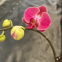 鲜花《红心石榴》蝴蝶兰云南源头基地直发