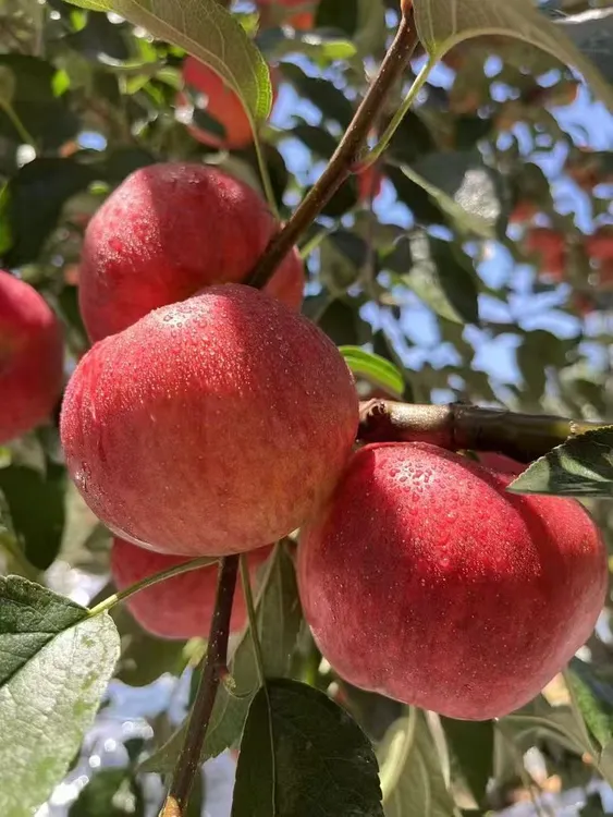 云南昭通丑苹果新鲜当季脆甜多汁水果产地现摘