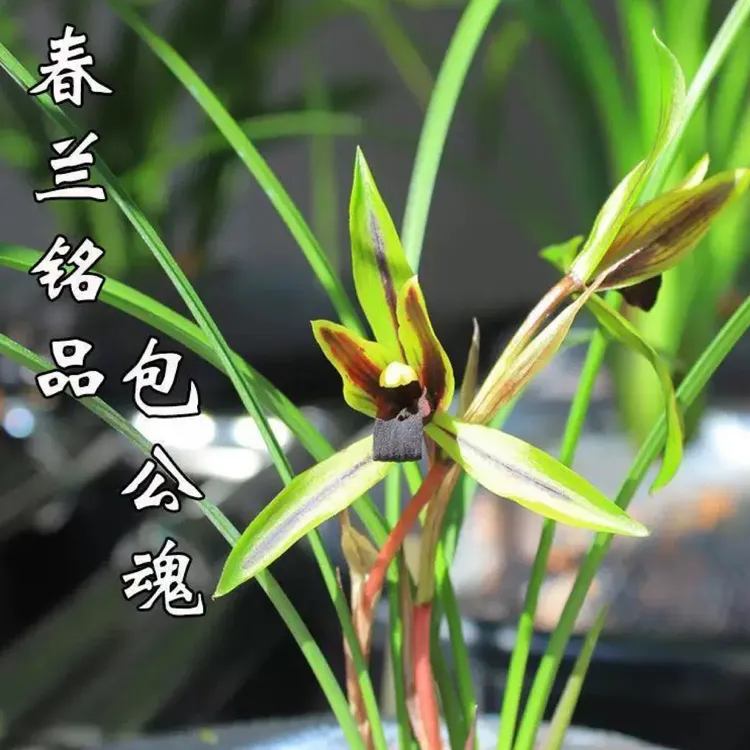 黑素名品兰花【包公魂】春兰室内绿植盆景花卉