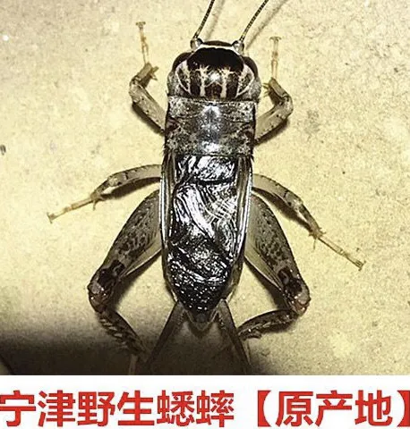 山东宁津野生蟋蟀活体蛐蛐宁阳泗店斗蟋蟀斗虫秋虫包活到家包邮