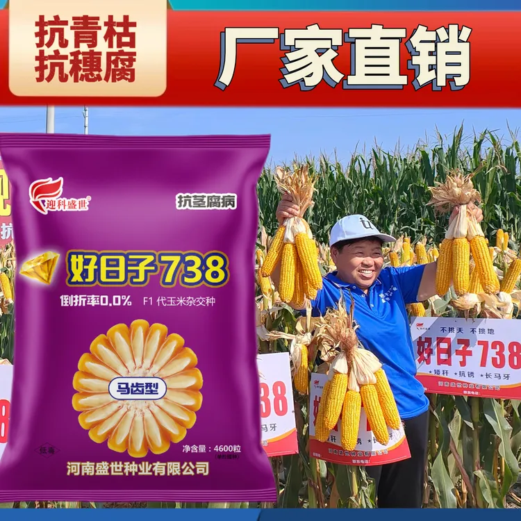 好日子738抗倒伏抗青枯抗穗腐高产玉米种子推荐(胡)