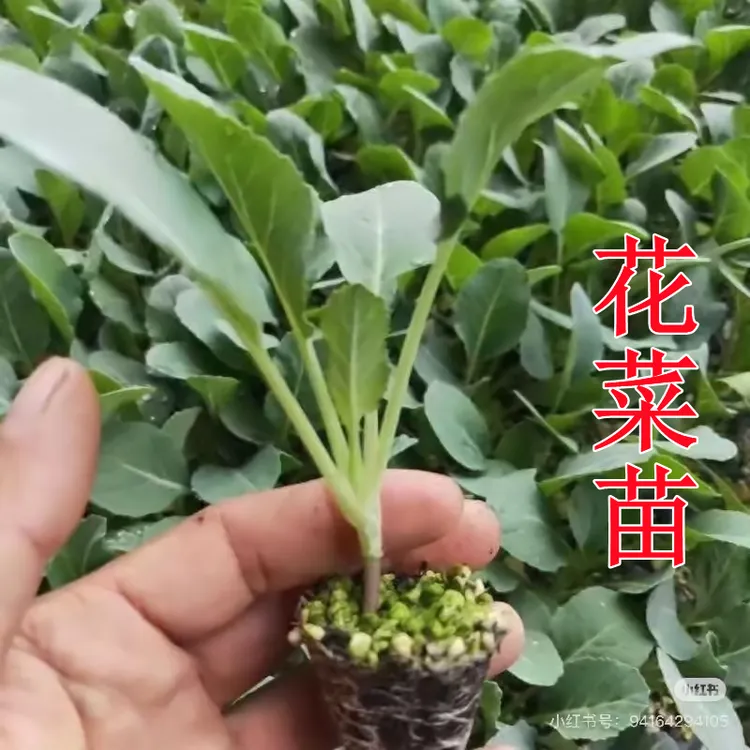 花菜秧苗根系发达庭院阳台盆栽耐寒品种高产抗病强绿色健康蔬菜苗
