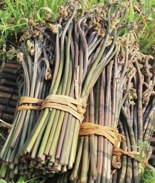 蕨菜新鲜现摘山蕨菜野菜当季新鲜蔬菜食用农产品