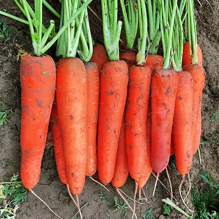 2025新鲜胡萝卜脆甜可口现挖新鲜胡萝卜带箱5/9斤