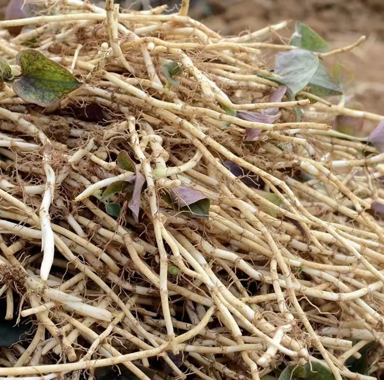 现挖新鲜特产鱼腥草折耳根凉拌煲汤炒腊肉爽口