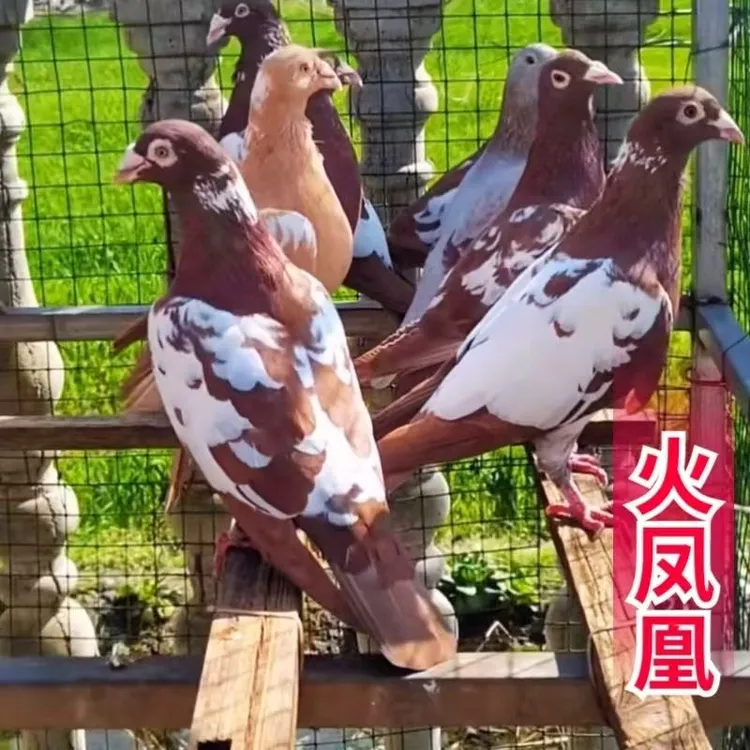 火凤凰信鸽七彩慕利门血统鸽正品种鸽幼鸽包邮到家