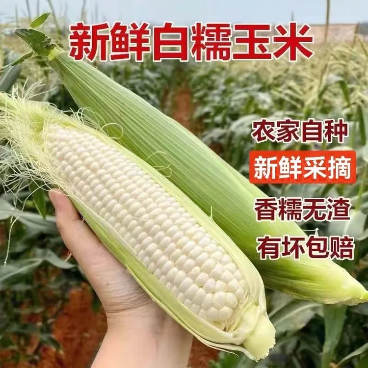 苏北现摘新鲜带皮糯玉米代餐带壳白玉米甜糯新鲜带皮糯玉米I