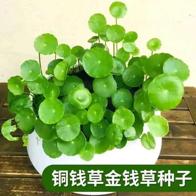 【水培铜钱草种子】大叶水养种籽水培植物花卉盆栽室内常绿