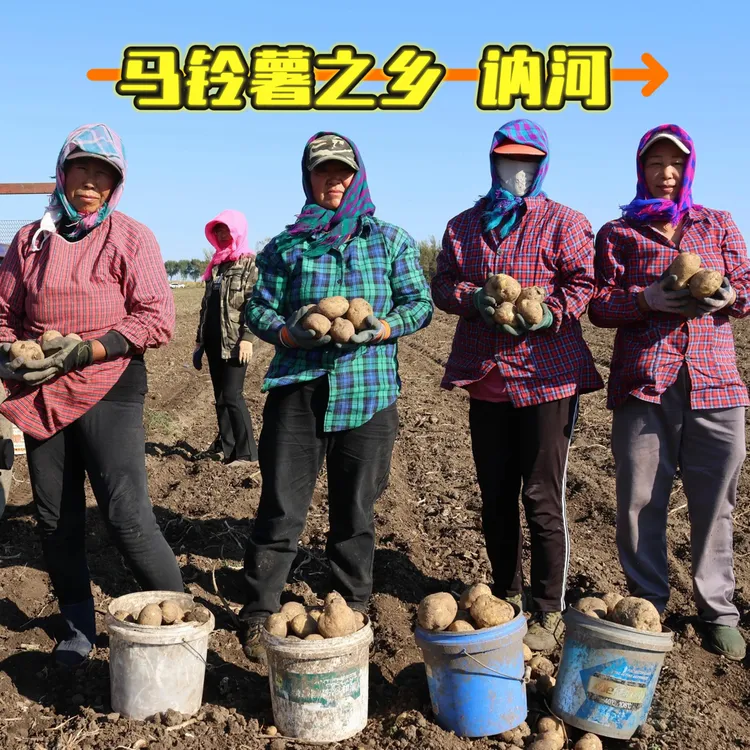 马铃薯之乡—讷河 尤金885 老品种土豆 皮薄黄壤 沙面爆粉