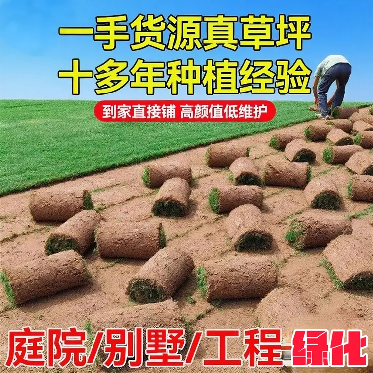 带土草皮四季常青可用于花园庭院绿化的马尼拉百慕大果岭草