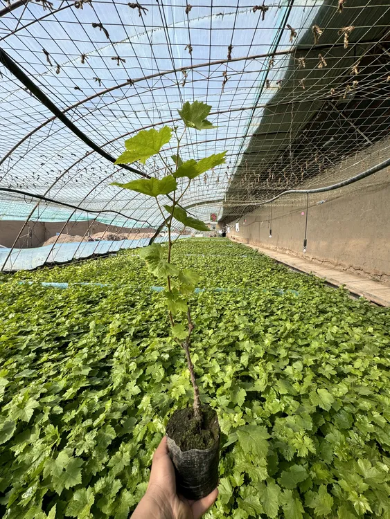 巨盛一号 4棵苗子盆栽带叶包邮到家