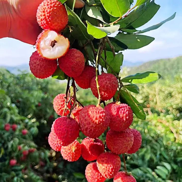 【中果】正宗广东从化荔枝自家果园新鲜中果现摘冷链现发