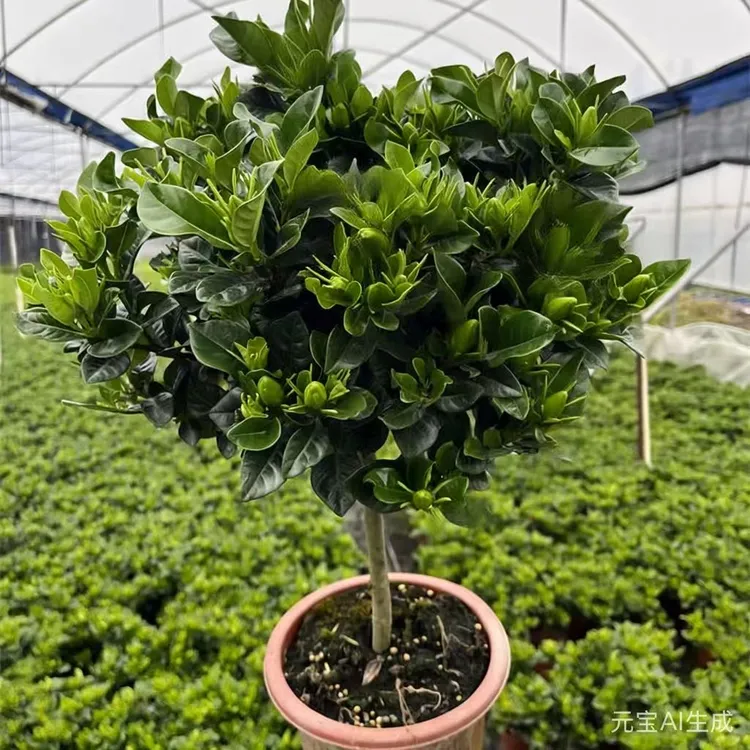 浓香棒棒糖大叶栀子花盆栽带花苞四季开花浓香型室内绿植盆栽室内