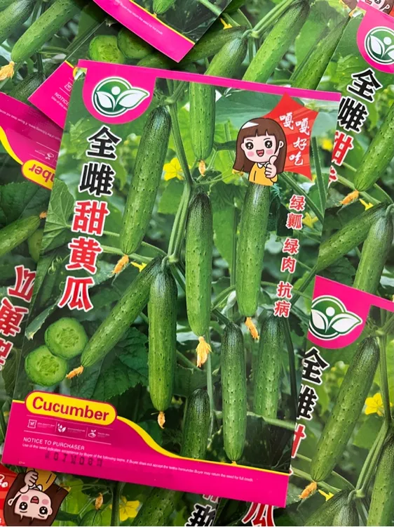 全雌甜黄瓜种子 绿瓤绿肉 100粒左右
