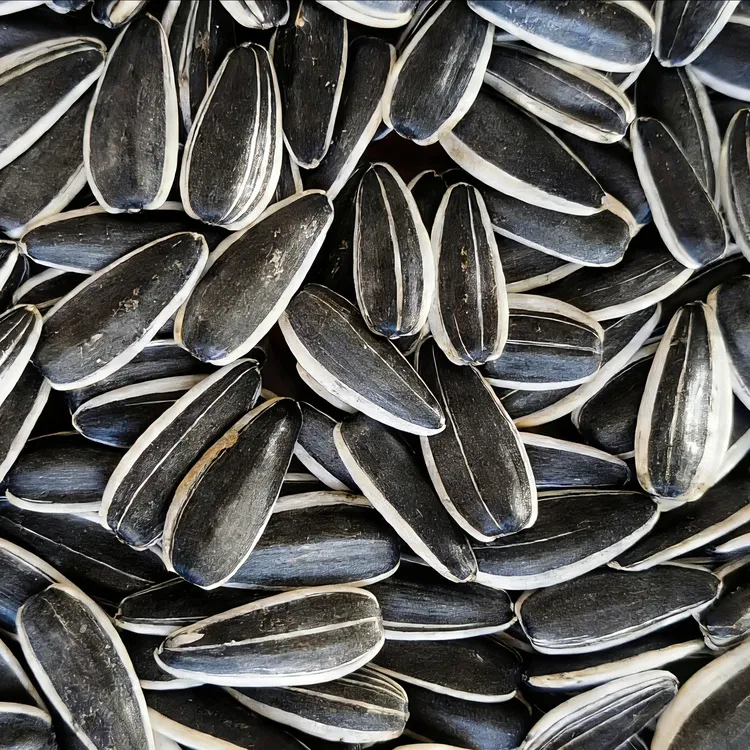 内蒙古原味大颗粒生葵瓜子新鲜葵花籽追剧零食