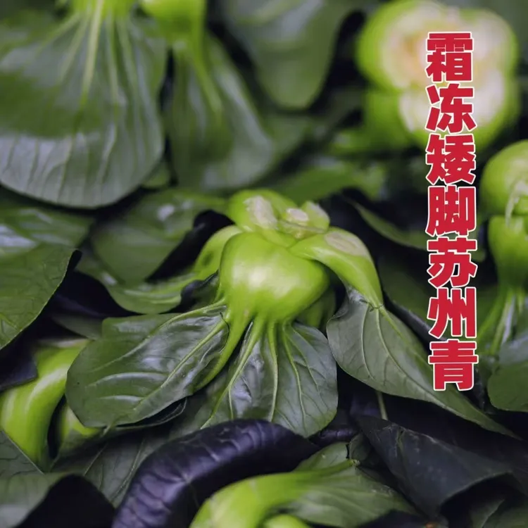 苏北农家新鲜青菜霜冻苏州青油菜当季露天蔬菜白菜软糯甜