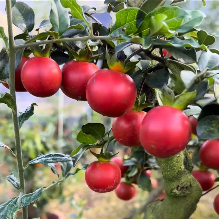 金弹子红韵霞光品种苗、盆景盆栽花卉绿植