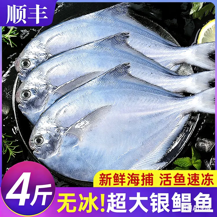 【4包500g/包】连云港海捕银鲳鱼深海鱼新鲜白鲳船冻发货非冷库货