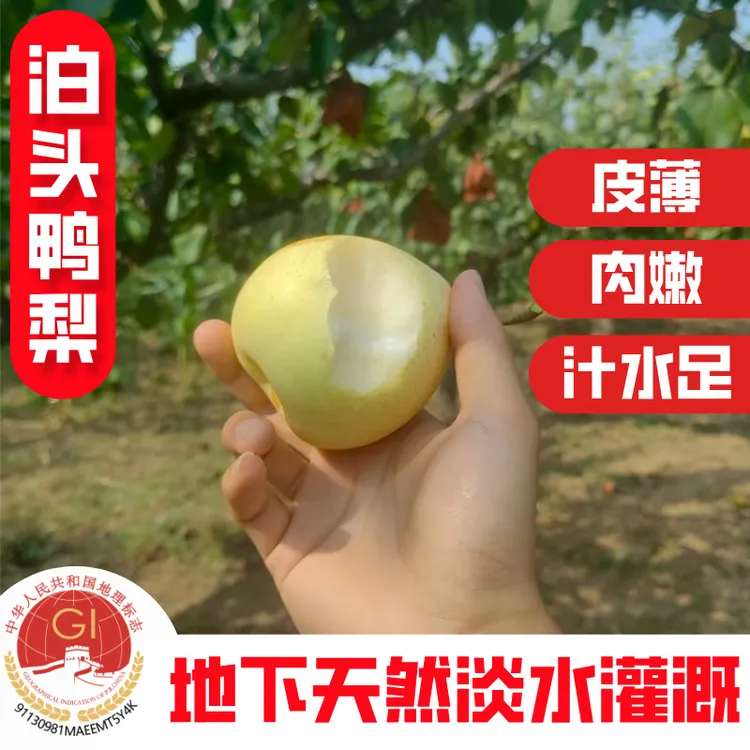 【泊头鸭梨】河北正宗水晶梨用天然淡水灌溉新鲜皮薄汁水足02