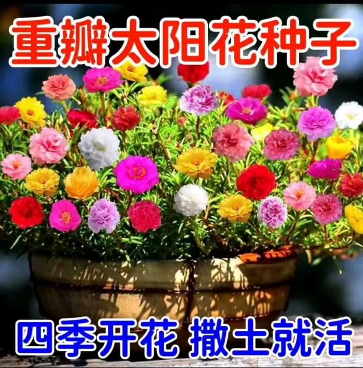太阳花重瓣四季开花易种阳台花盆庭院种植花草种子花卉绿植室外