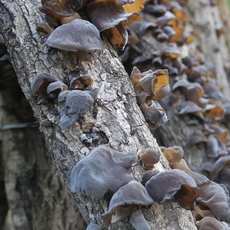 大巴山通江椴木黑木耳野外生长软糯可口干货特产