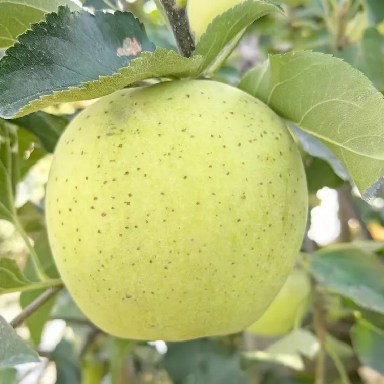 【顺丰包邮】阿克苏贵族雀斑王林苹果新鲜现摘高山苹果脆甜皮薄多汁