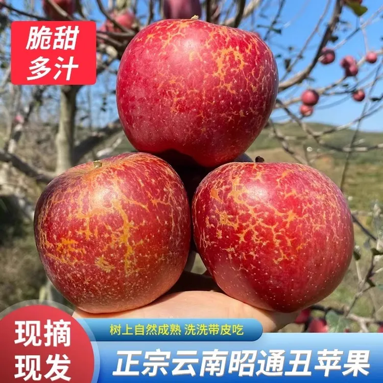 【二妹专属】云南昭通丑苹果当季新鲜冰糖心苹果高原山果园现摘现发