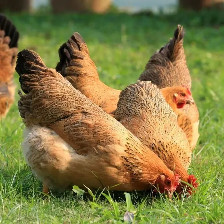 【今日福利脱温12只】包半大宠物活体健康宠物麻羽鸡仔