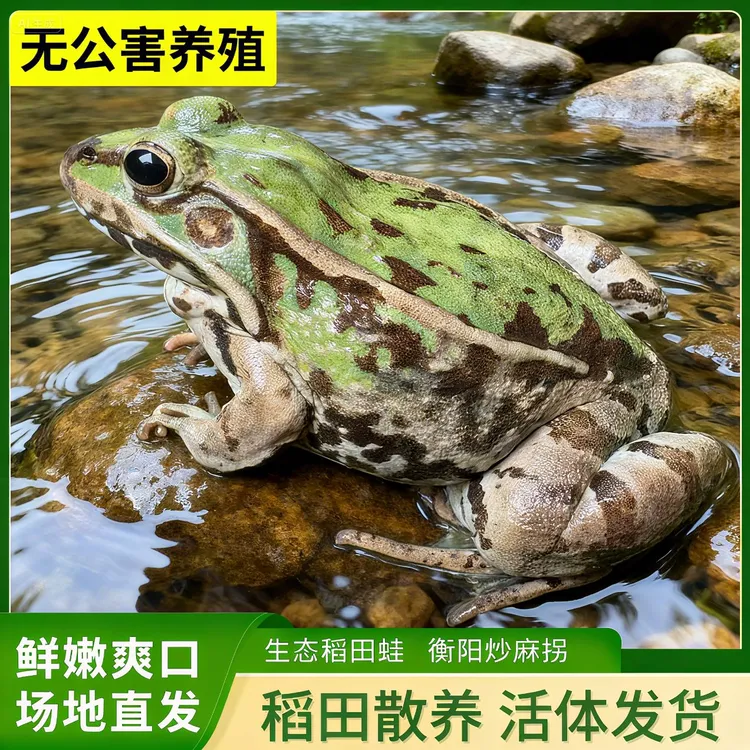 【鲜活特大蛙】麻拐青蛙 生态稻田蛙 非牛蛙 冷链运输