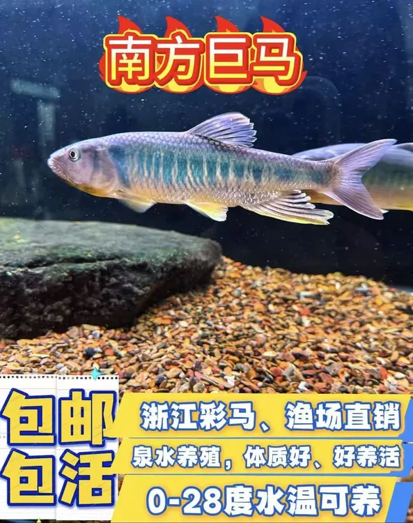 正宗原生溪流鱼苗马口鱼苗观赏鱼冷水鱼不加温淡水鱼好养鱼