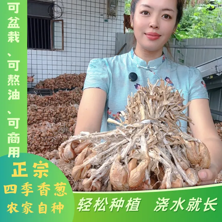 正宗红葱头火葱头四季小香葱农家自产自销可种植阳台盆栽食用葱