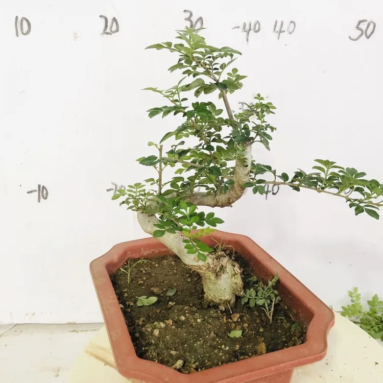 新店开张对节白蜡精品桩阳台庭院耐寒耐热S弯精品小桩可盆栽地栽