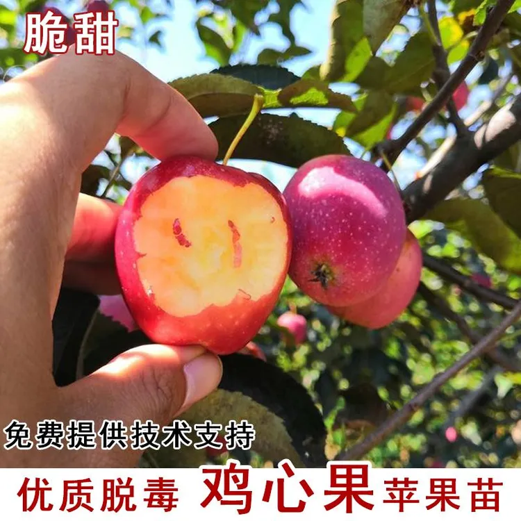 鸡心果苹果树苗嫁接耐寒海棠小苹果盆地庭院栽北南方种植当年结果
