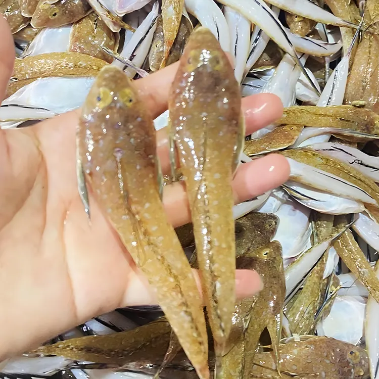 【鸡腿鱼】惠来神泉本港鸡腿鱼/箭头鱼【5盒】原产地顺丰冷链顺丰包邮