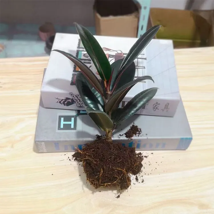 橡皮树盆栽室内客厅四季长青净化空气绿色观叶植物绿植绿植盆栽