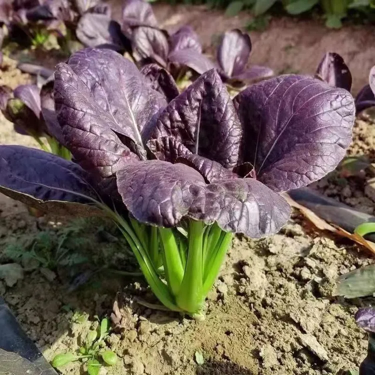 【紫罗兰油菜种子】四季种植盆栽地栽阳台小院种植