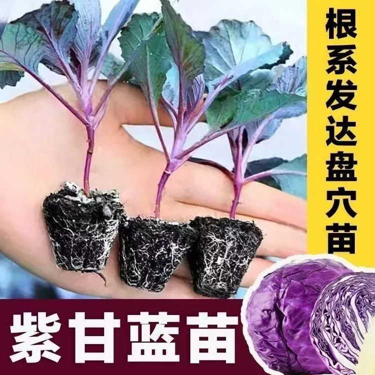 营养紫甘蓝苗秧紫包菜苗种子卷心春秋盆栽高产蔬菜苗新鲜包头菜苗