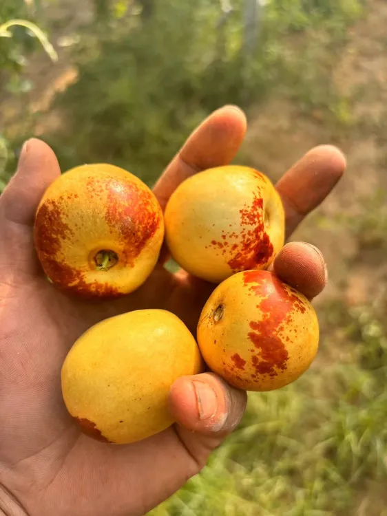 观兰甜蜜谧大荔石榴冬枣现摘新鲜3斤，5斤装精品果王，原产地直发