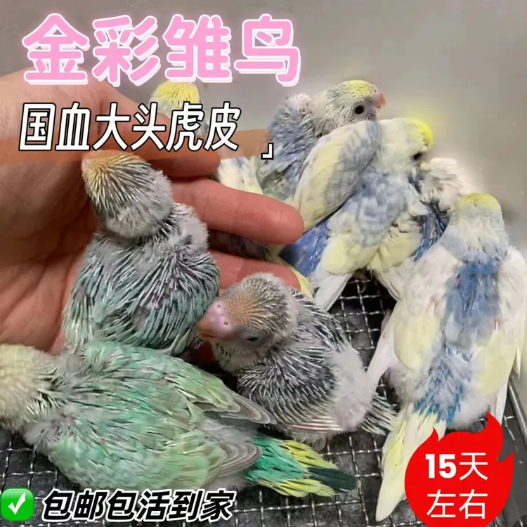 虎皮雏鸟文鸟半毛雏鸟玄风雏鸟