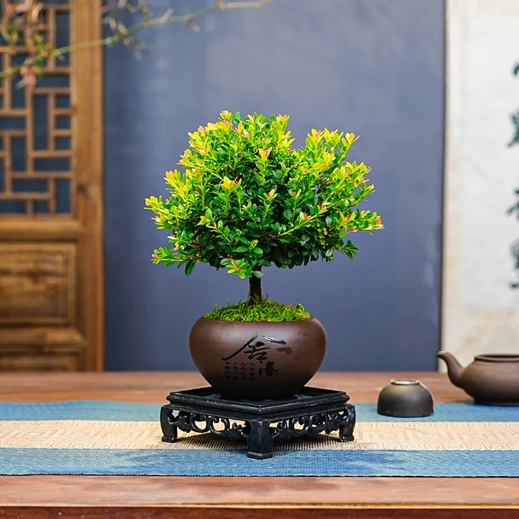 小叶赤楠老桩盆栽客厅桌面盆栽植物室内阳台四季好养植物绿植盆栽