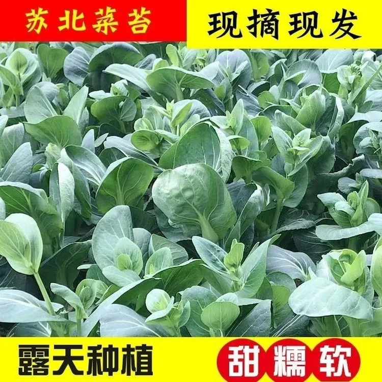 苏北新鲜蔬菜当季时令青菜苔霜冻苏州青菜苔油菜薹现摘农家青菜心