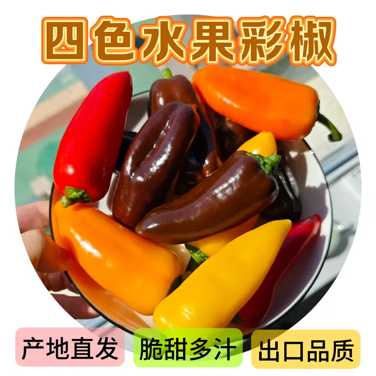 【顺丰包邮】四色迷你甜椒新鲜采摘蔬菜水果椒健身沙拉迷你小彩椒