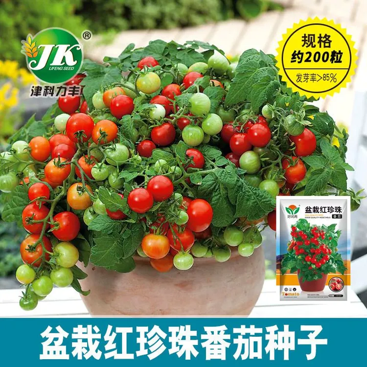 新店长优选四季小番茄种子新矮杆盆栽番茄西红柿阳台盆栽圣女果蔬