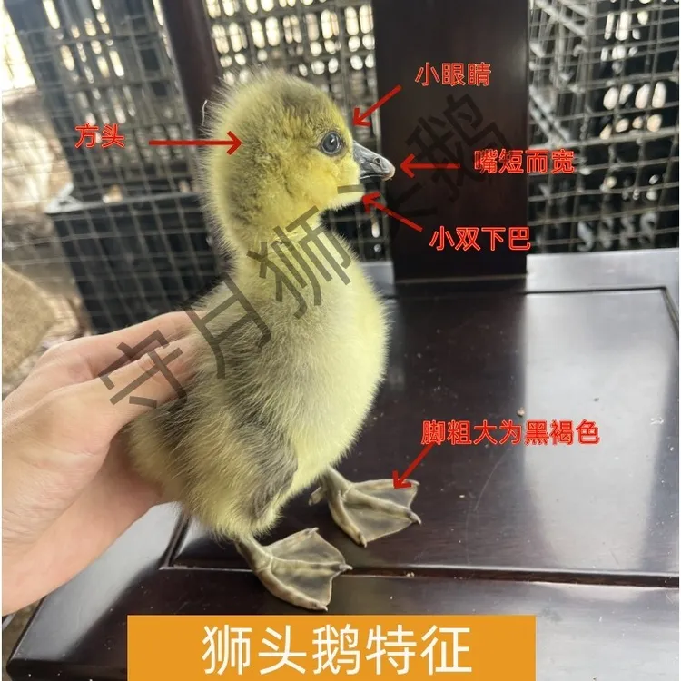 守月2/3两呆萌网红宠物特大（狮头）鸭鹅活体狮头鹅纯种正宗狮头鹅