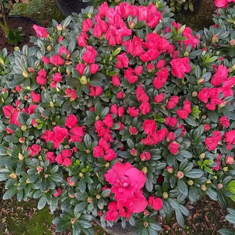 比利时杜鹃花，中国红，红宝石，新号开播盆栽福利多多大丽花花卉