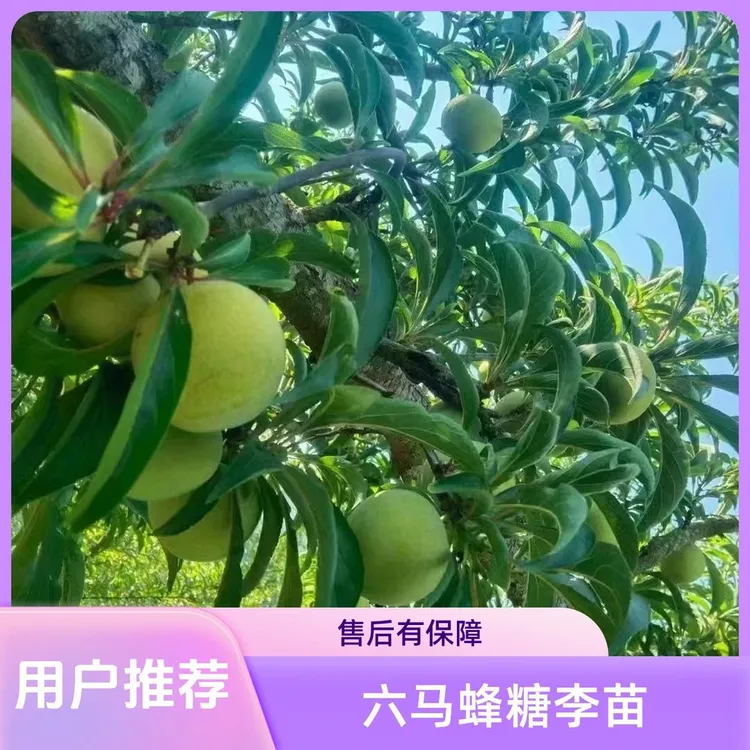 贵州六马正宗蜂糖李果树苗无土裸根视频发货李子树苗