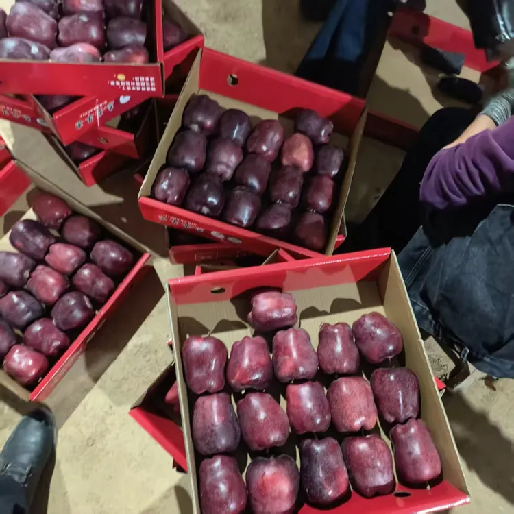 甘肃天水花牛苹果现摘不打蜡冰糖心脆粉两吃新鲜水果