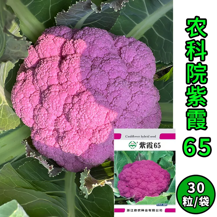 浙江省农科院新品种紫色花椰菜种子紫霞65 紫色花菜种子高端种子