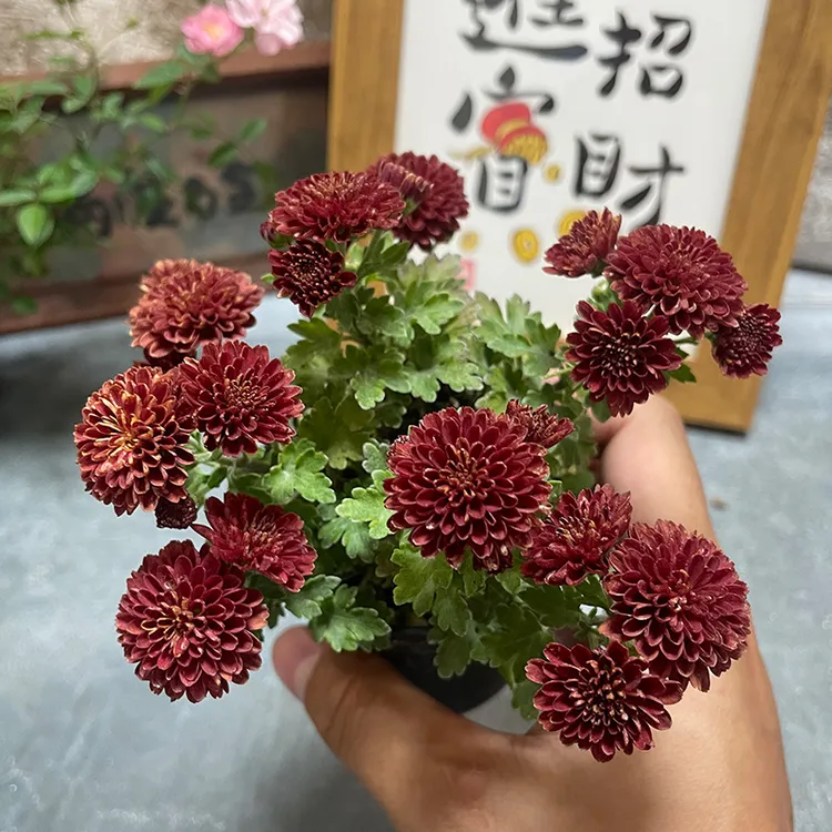 带花【变色菊红极】变色红橙多年生耐寒植物掌上小品盆栽喜光阳台窗