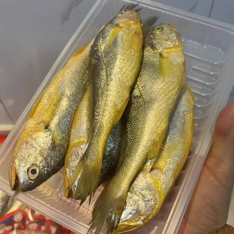 吕四本港黄鱼现捕黄鱼三斤起
